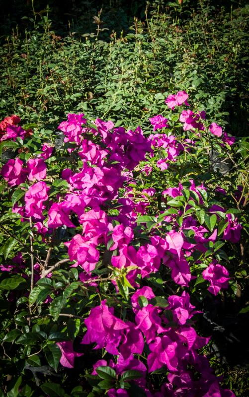 Bougainvillea Glabra