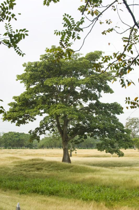 Arbol en el Campo, Valledupar, Cesar, Colombia