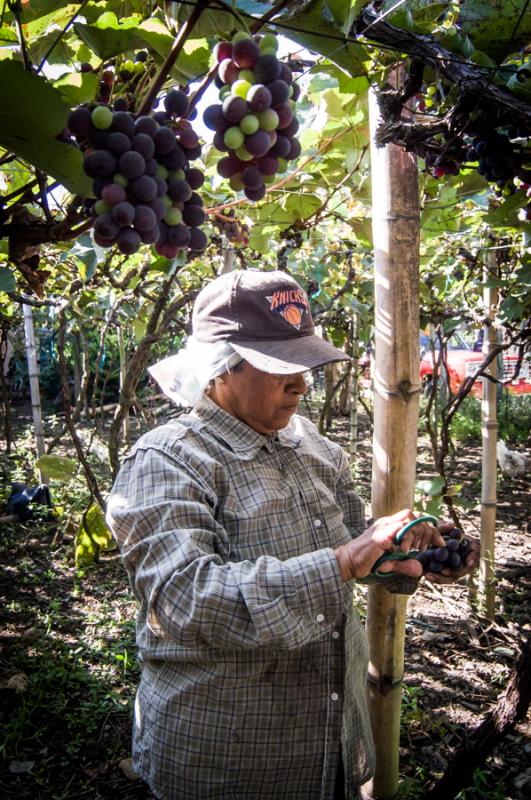 Mujer Recolectando Uvas, Palmira, Valle del Cauca,...