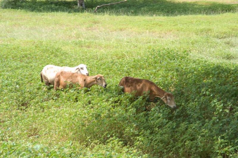 Cabras en el Campo