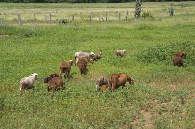 Cabras en el Campo