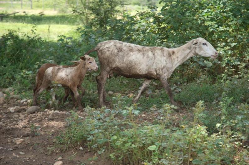 Cabras en el Campo