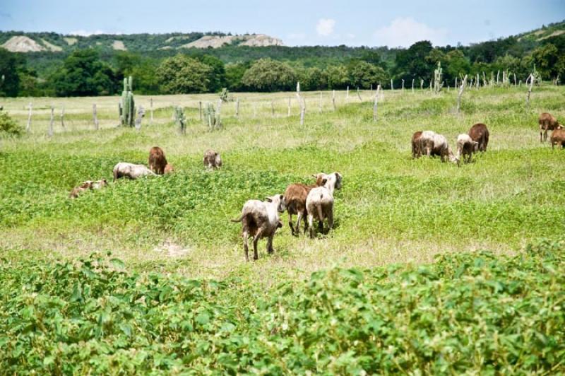 Cabras en el Campo