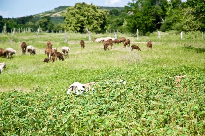 Cabras en el Campo