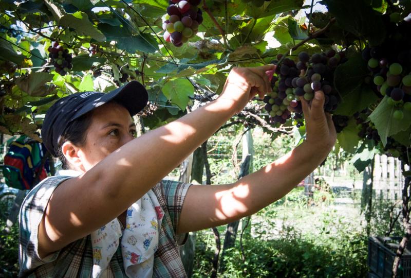 Mujer Recolectando Uvas, Palmira, Valle del Cauca,...