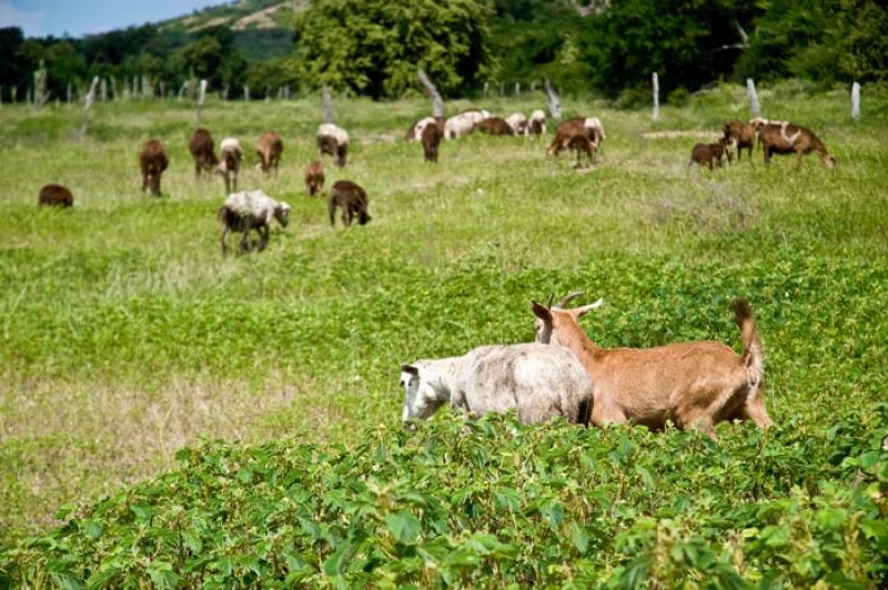 Cabras en el Campo