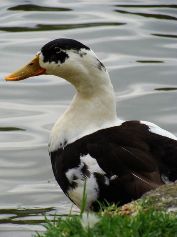 Pato Criollo 