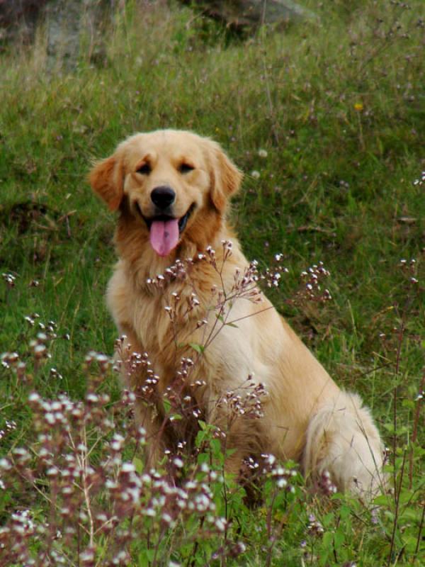 Golden Retriever