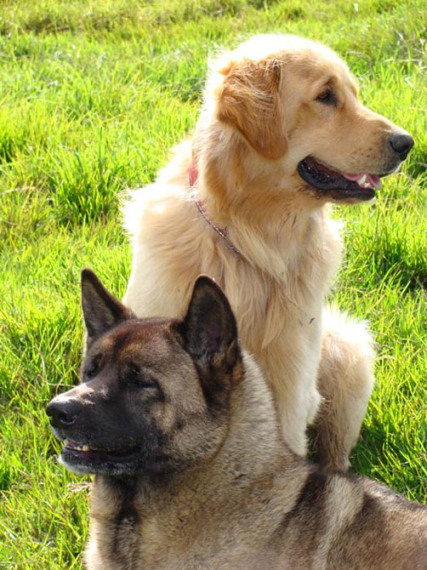 Akita Inu y Golden Retriever