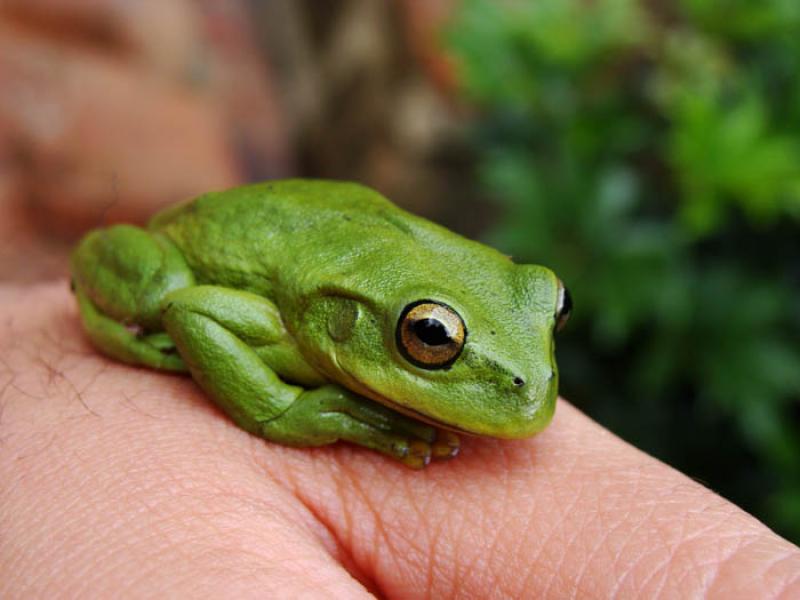 Rana Hyperolius tuberilinguis