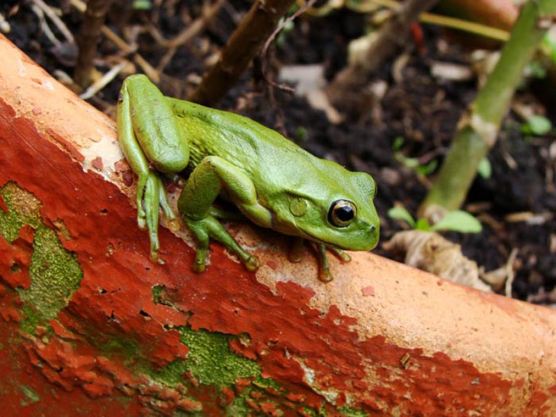 Rana Hyperolius tuberilinguis