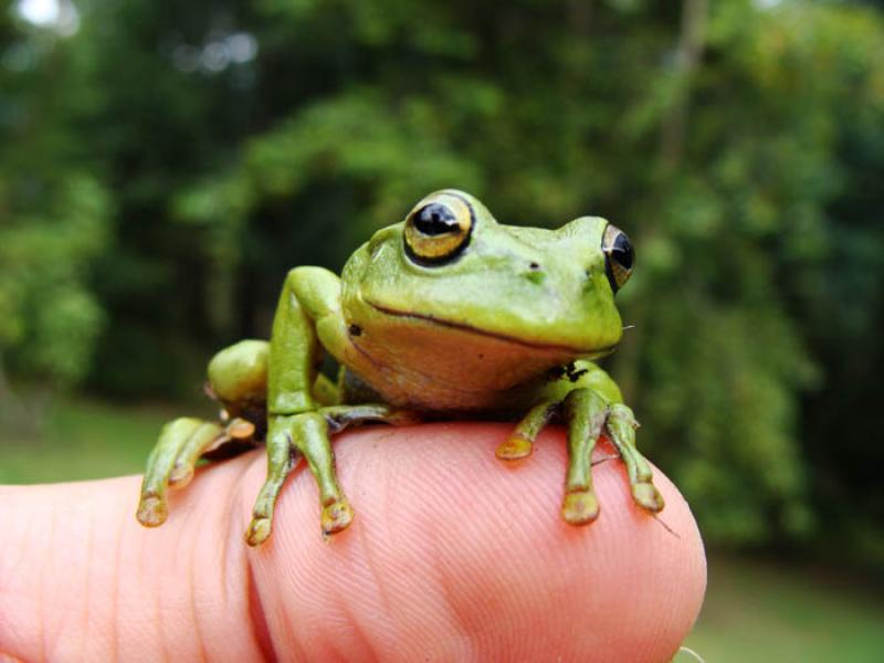 Rana Hyperolius tuberilinguis