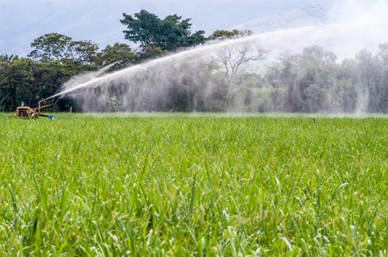 Cultivo en el El Cerrito, Valle del Cauca, Colombi...