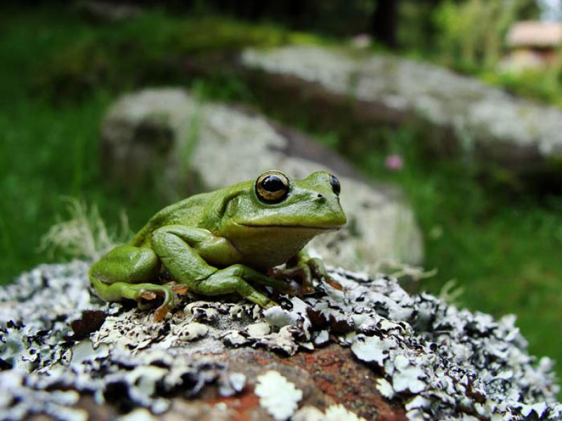 Rana Hyperolius tuberilinguis