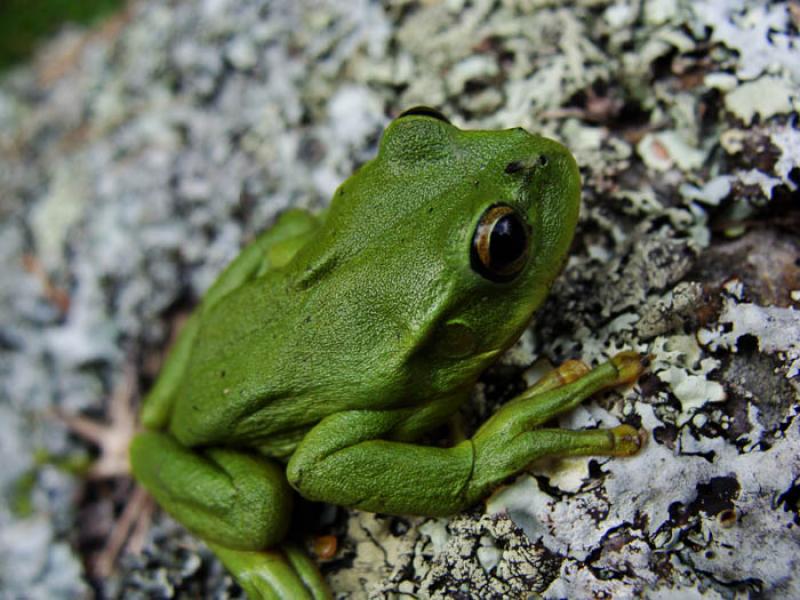 Rana Hyperolius tuberilinguis