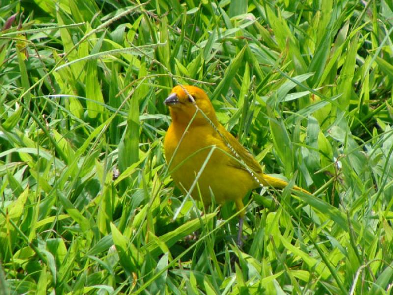 Canario Amarillo