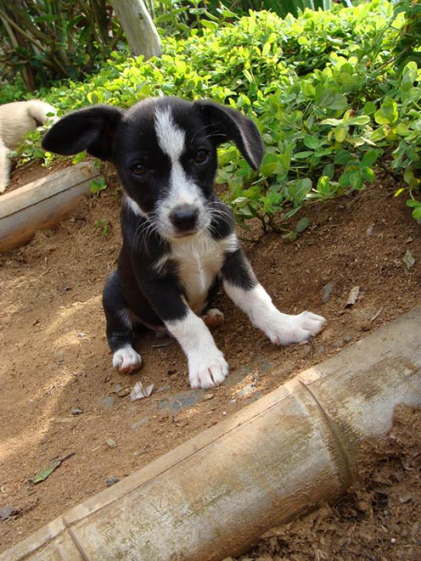 Cachorro en el Campo