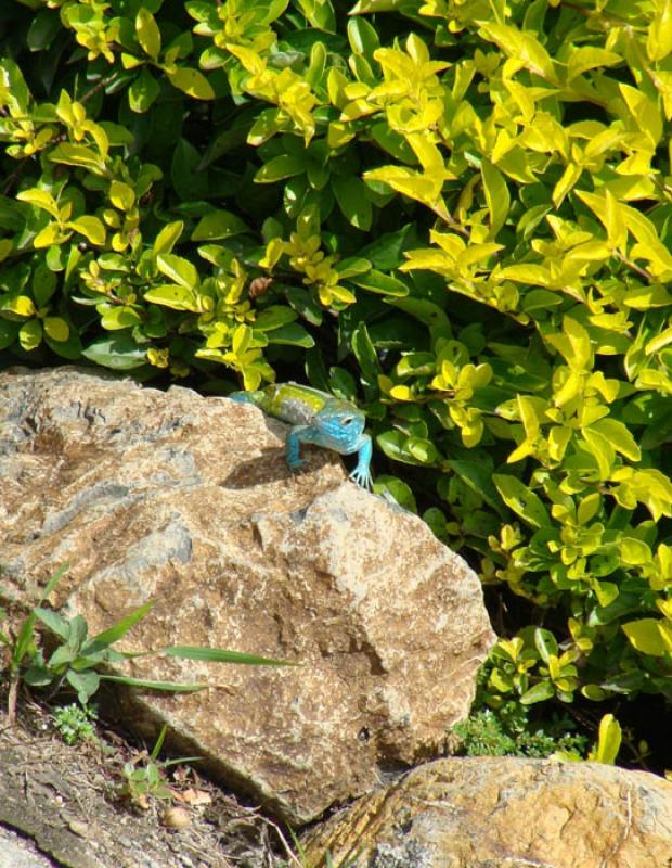 Iguana Sceloporus Malachiticus