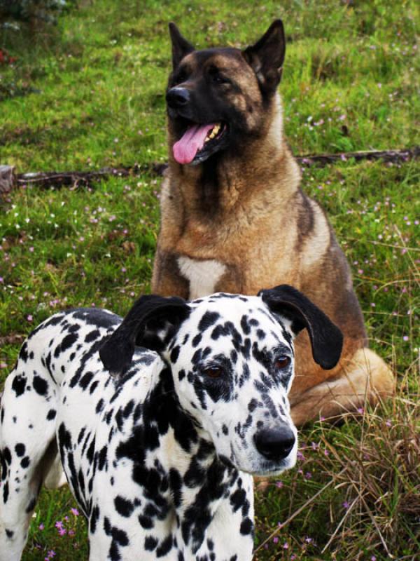 Dalmata y Akita Inu