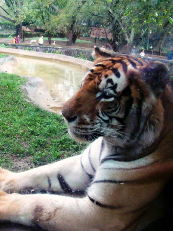 Tigre Siberiano