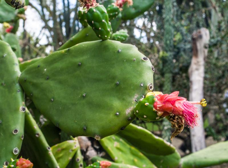 Cactaceae