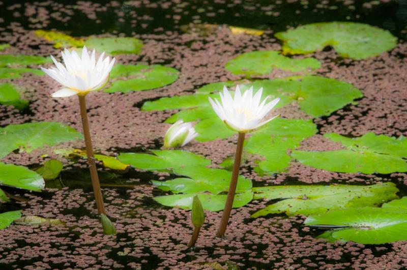 Flores de Loto