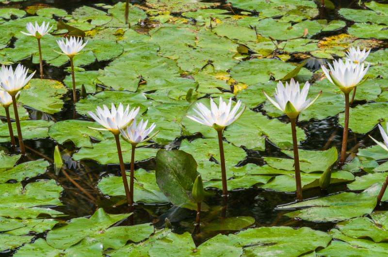 Flores de Loto