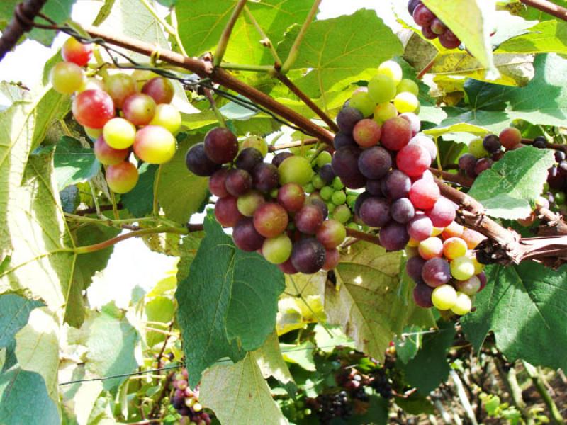 Cultivo de Uvas