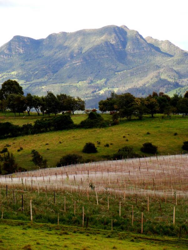 Cultivos de Sopo, Cundinamarca, Colombia