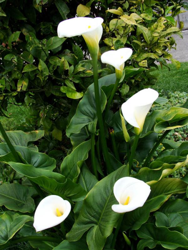 Zantedeschia aethiopica