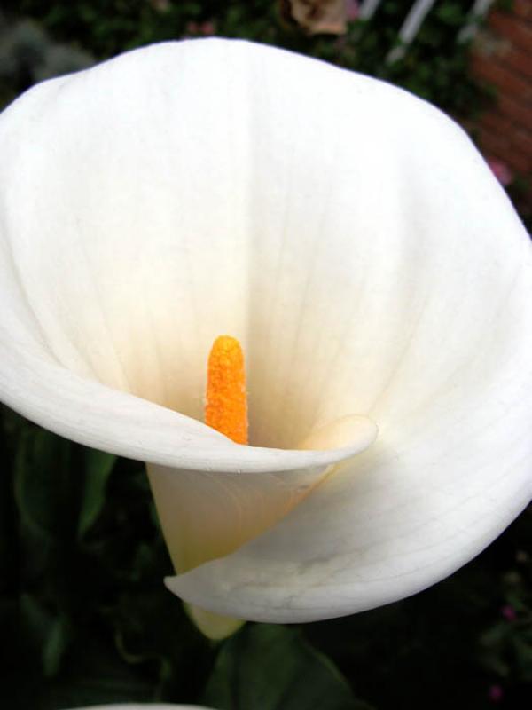 Zantedeschia aethiopica