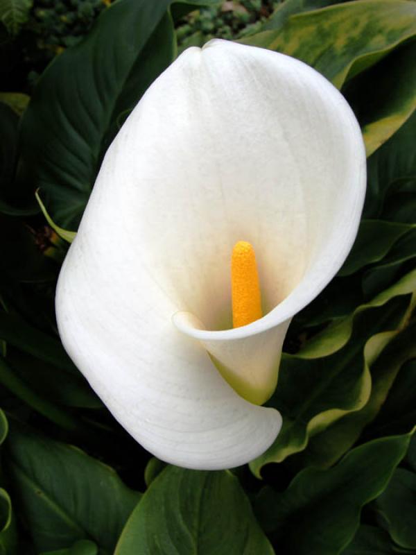 Zantedeschia aethiopica