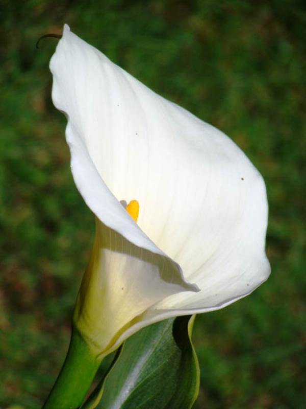 Zantedeschia aethiopica