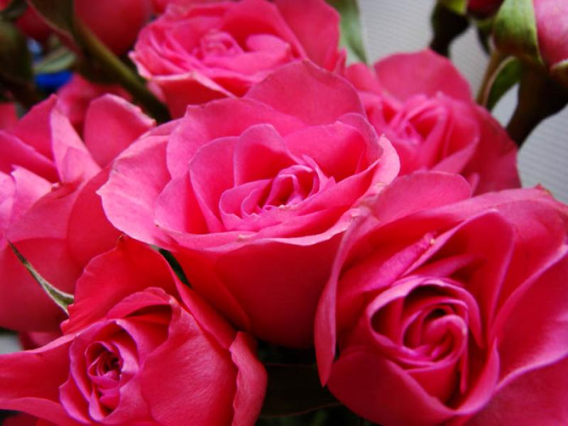 Rosas Fucsia