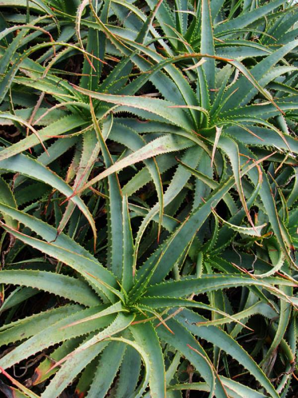 Tillandsia aeranthos