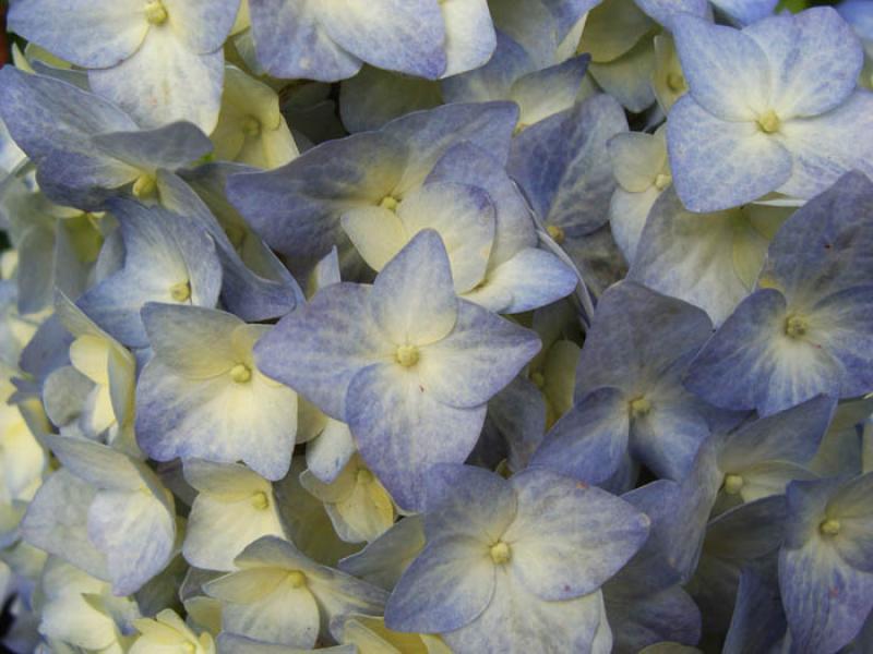 Detalle de una Hortensia