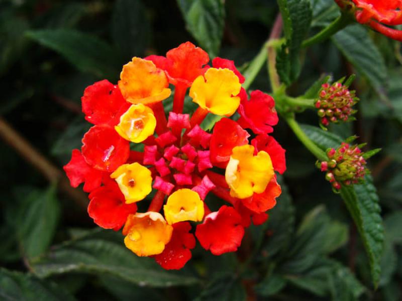 Lantana camara