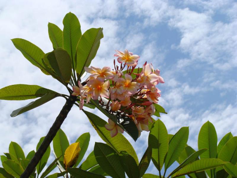 Arbol de Plumerias