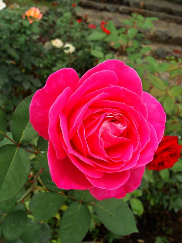 Rosa Fucsia