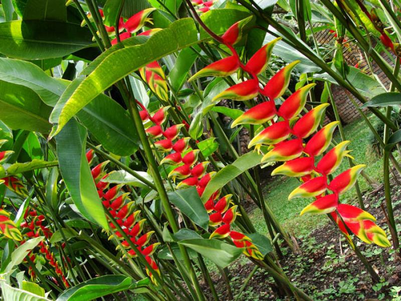 Heliconias