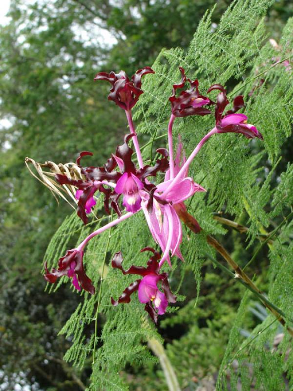 Orquideas