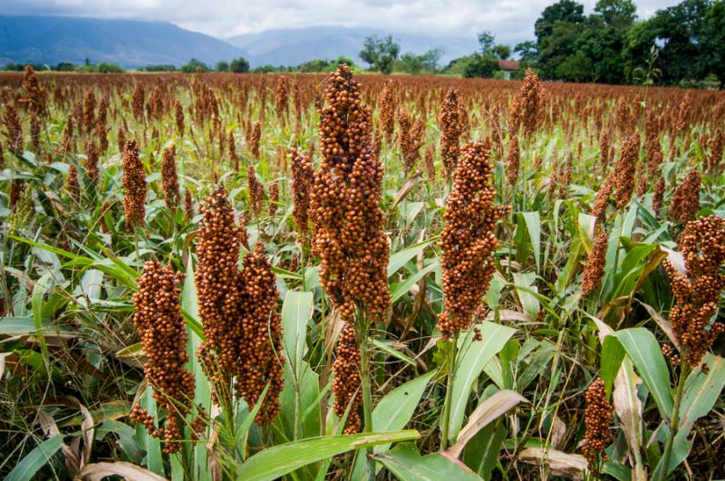 Cultivo de Sorgo, El Cerrito, Valle del Cauca, Col...