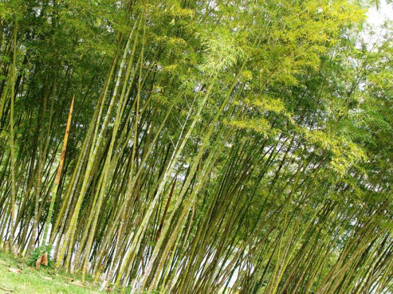 Arboles de Bambu