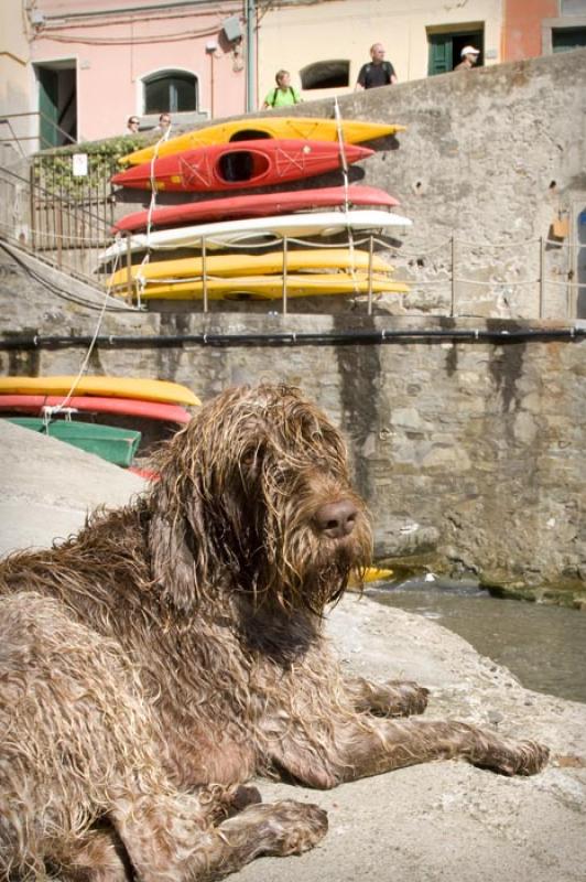 Mascota en Manarola, Cinque Terre, Liguria, Italy,...