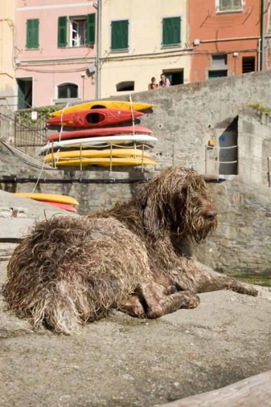 Mascota en Manarola, Cinque Terre, Liguria, Italy,...